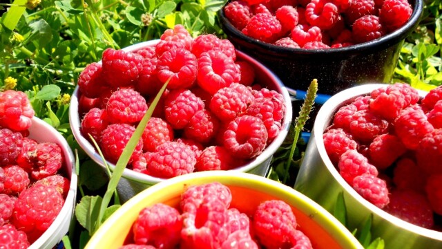 malina od jizery tábor harrachov malina od jizery tábor harrachov